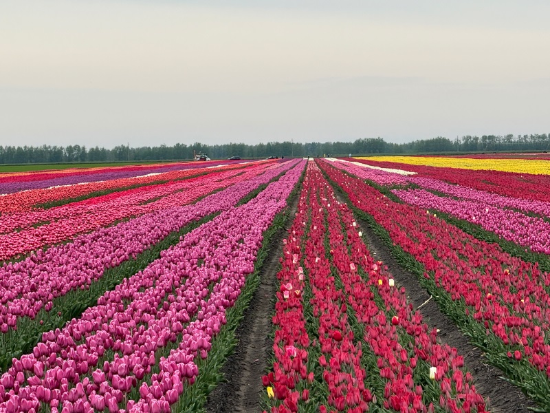 Узнавайте Беларусь вместе с нами: Пинск и тюльпановые поля