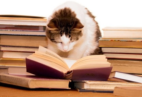 Kids reading to cats proves to be a win-win situation