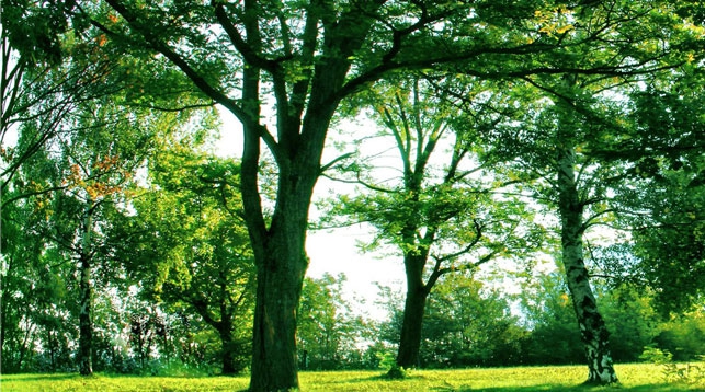 Более полусотни деревьев высадили в Парке писателей в Минске